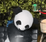 パンダ